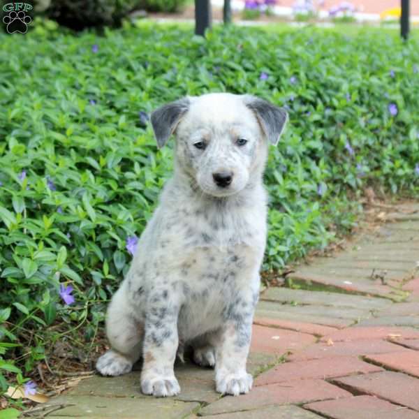 Fanta, Blue Heeler – Australian Cattle Dog Puppy
