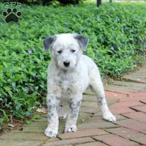 Fanta, Blue Heeler – Australian Cattle Dog Puppy