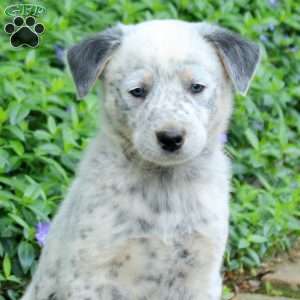 Fanta, Blue Heeler – Australian Cattle Dog Puppy