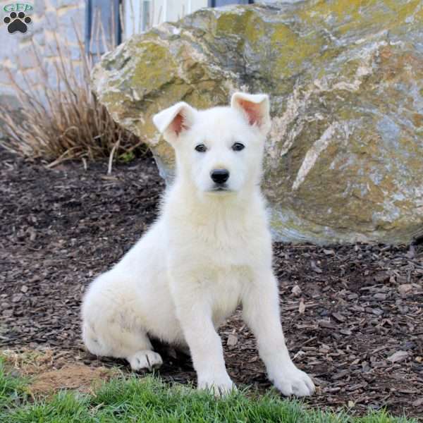 Fantom, German Shepherd Puppy