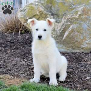 Fantom, German Shepherd Puppy