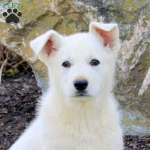 Fantom, German Shepherd Puppy