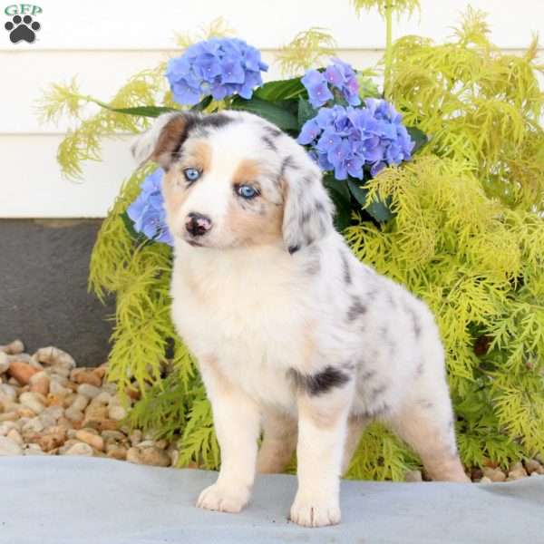 Feather, Australian Shepherd Puppy