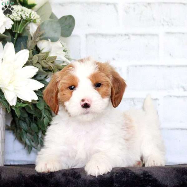 Felicity, Mini Goldendoodle Puppy