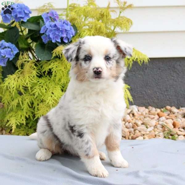 Felicity, Australian Shepherd Puppy