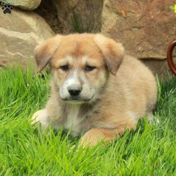 Felicity, German Shepherd Mix Puppy