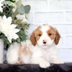 Felicity, Mini Goldendoodle Puppy