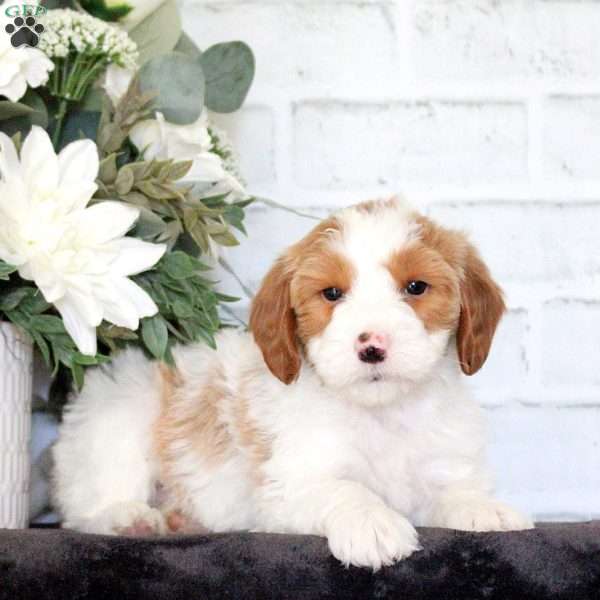 Felicity, Mini Goldendoodle Puppy