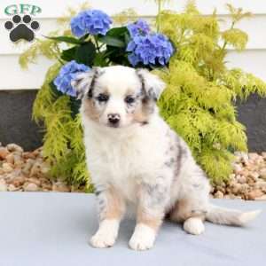 Felicity, Australian Shepherd Puppy