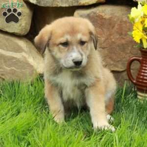 Felicity, German Shepherd Mix Puppy