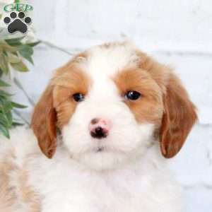 Felicity, Mini Goldendoodle Puppy