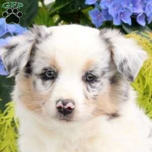 Felicity, Australian Shepherd Puppy
