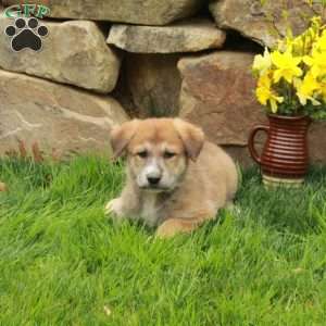 Felicity, German Shepherd Mix Puppy