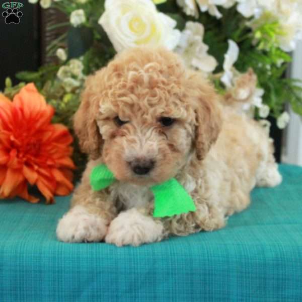 Felix, Miniature Poodle Puppy