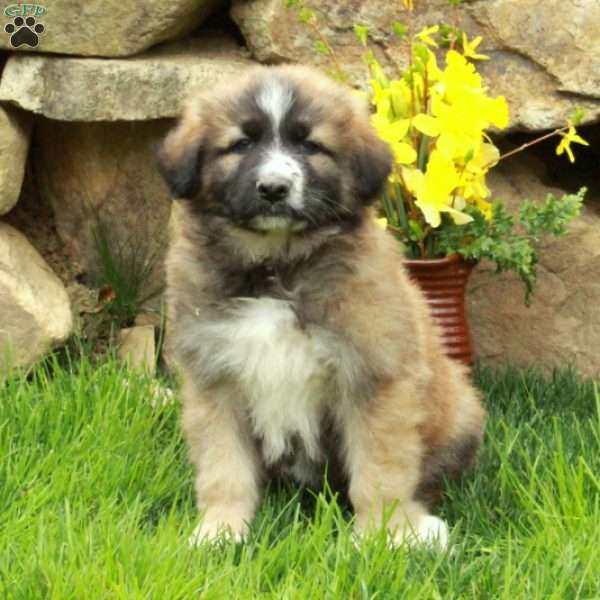 Felix, German Shepherd Mix Puppy