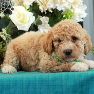 Felix, Miniature Poodle Puppy