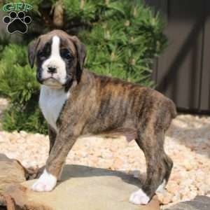 Felix, Boxer Puppy