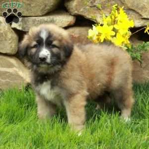 Felix, German Shepherd Mix Puppy