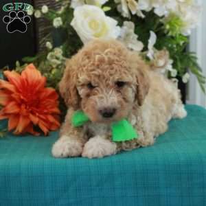 Felix, Miniature Poodle Puppy