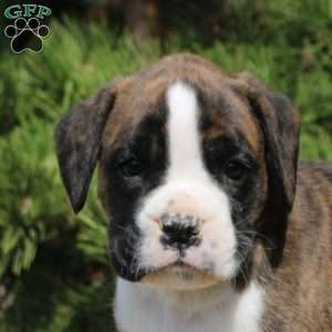 Felix, Boxer Puppy