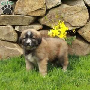 Felix, German Shepherd Mix Puppy