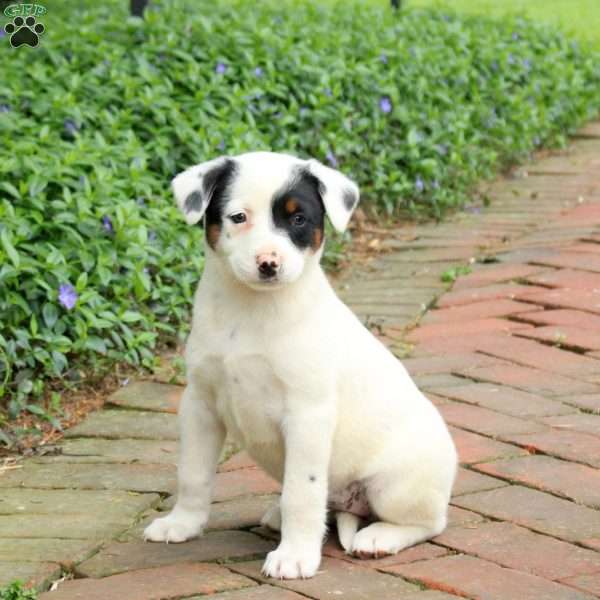 Fern, Blue Heeler – Australian Cattle Dog Puppy