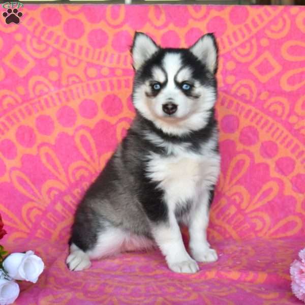Fern, Pomsky Puppy