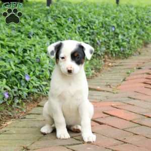 Fern, Blue Heeler – Australian Cattle Dog Puppy