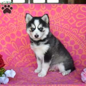 Fern, Pomsky Puppy