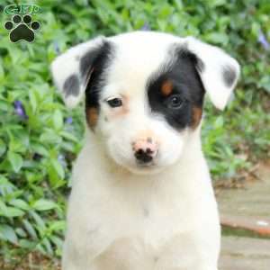 Fern, Blue Heeler – Australian Cattle Dog Puppy