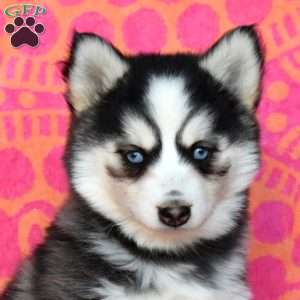 Fern, Pomsky Puppy