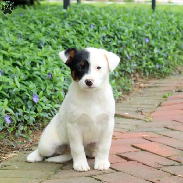 Fig, Blue Heeler – Australian Cattle Dog Puppy