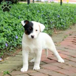 Fig, Blue Heeler – Australian Cattle Dog Puppy