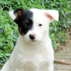 Fig, Blue Heeler – Australian Cattle Dog Puppy