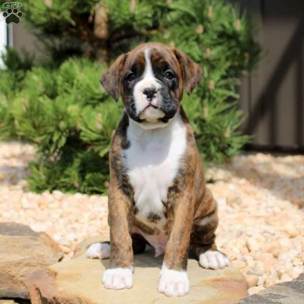 Finn, Boxer Puppy