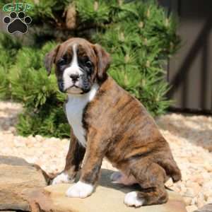 Finn, Boxer Puppy