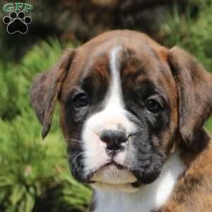 Finn, Boxer Puppy