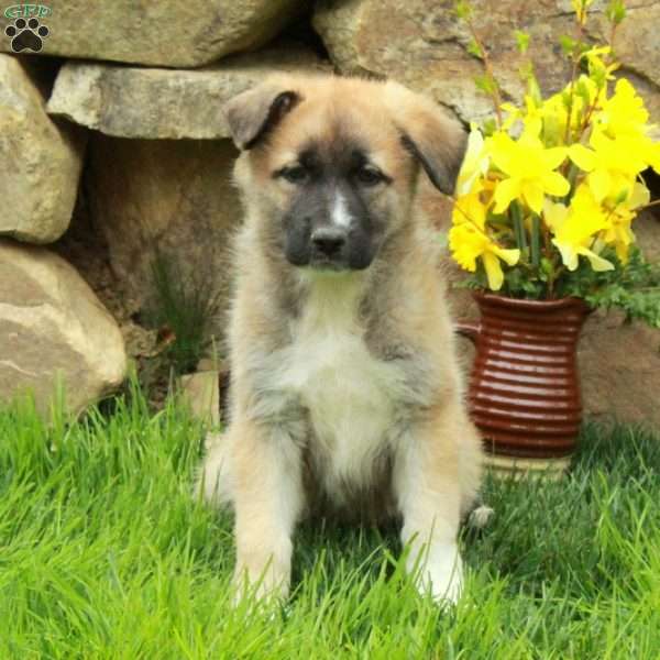 Fiona, German Shepherd Mix Puppy