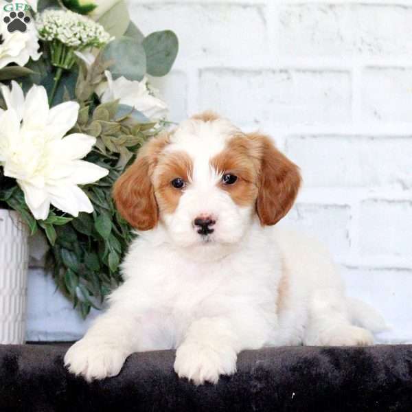 Fiona, Mini Goldendoodle Puppy