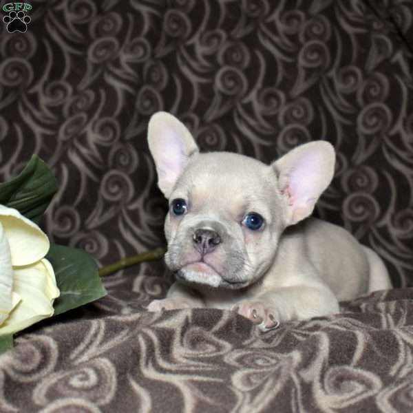 Fiona, French Bulldog Puppy