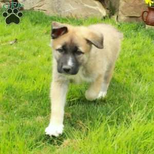 Fiona, German Shepherd Mix Puppy