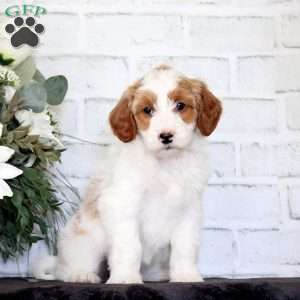 Fiona, Mini Goldendoodle Puppy