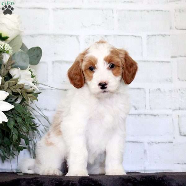 Fiona, Mini Goldendoodle Puppy