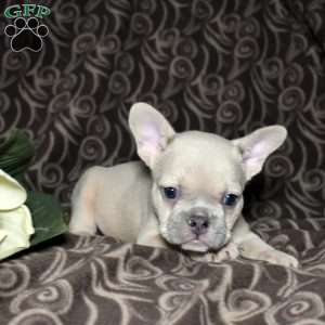 Fiona, French Bulldog Puppy