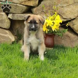 Fiona, German Shepherd Mix Puppy