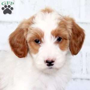 Fiona, Mini Goldendoodle Puppy