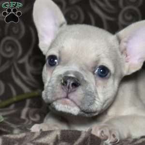 Fiona, French Bulldog Puppy