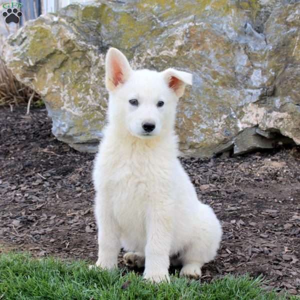 Fireball, German Shepherd Puppy