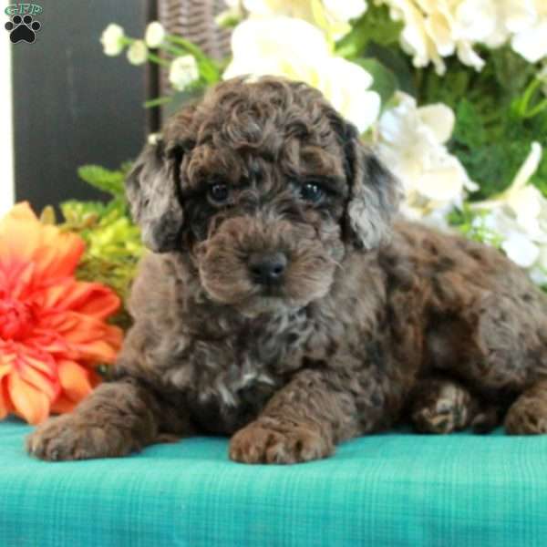 Fireball, Miniature Poodle Puppy