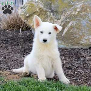 Fireball, German Shepherd Puppy